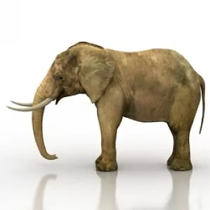 Elephant Cart 3d model