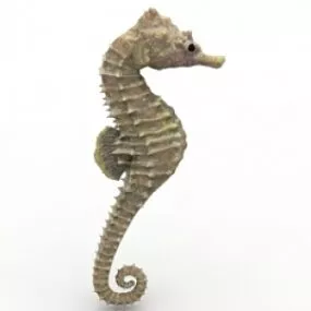 Seahorse 3d model