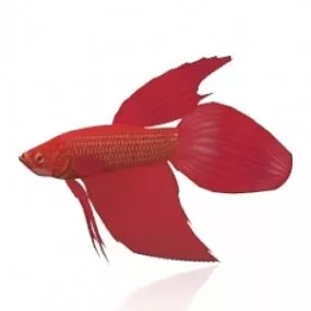 Fish 3d model