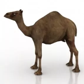 Camel 3d model