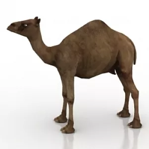 African Camel Low Poly 3d model