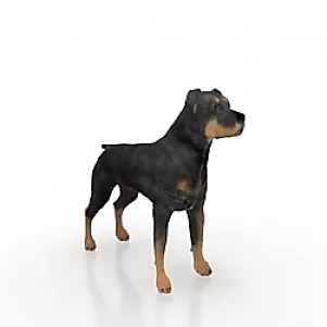 Dog Animal Chihuahua 3d model