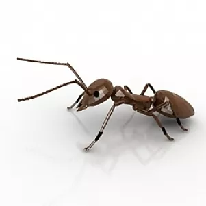 Ant 3d model Ant 3d model