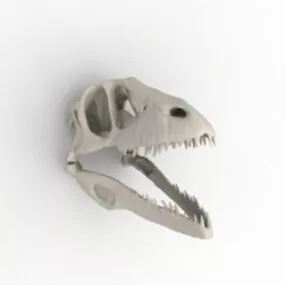 Skull 3d model