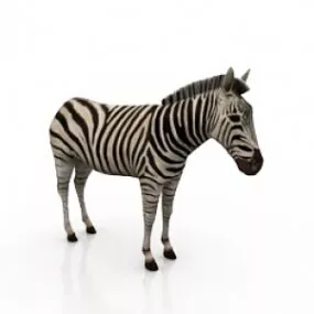 Zebra 3d model