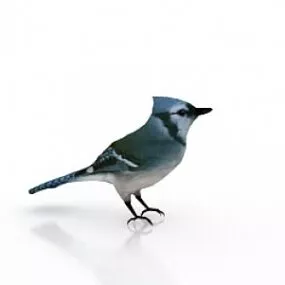 Chest Bird 3d model