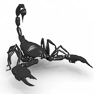 Animal Scorpion 3d model Animal Scorpion 3d model