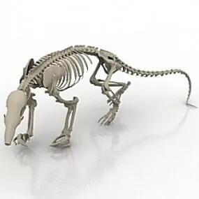 Skeleton 3d model
