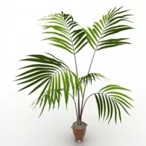 Palm 3d model
