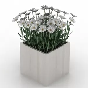 Flowers Camomile 3d model Flowers Camomile 3d model