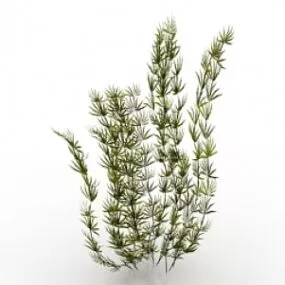 Algae 3d model