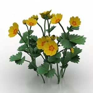 Flower Potentilla Fragiformis 3d model Flower Potentilla Fragiformis 3d model