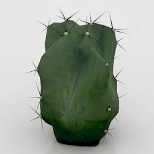 Cactus Lemairiocereus Pruinosus 3d model Cactus Lemairiocereus Pruinosus 3d model
