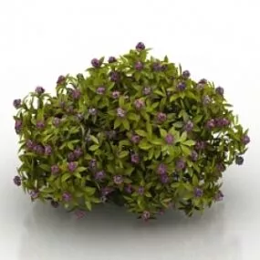 Flower Daphne Odora Aureomarginata 3d model