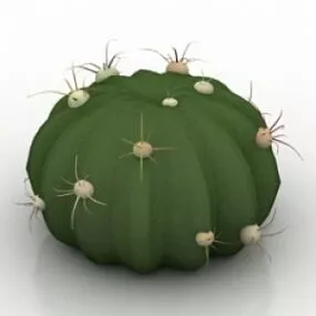 Cactus Ferocactus Latiapin 3d model