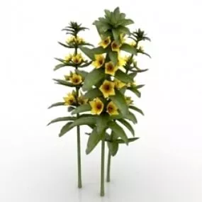 Flower Lysimachia Punctata Alexander 3d model