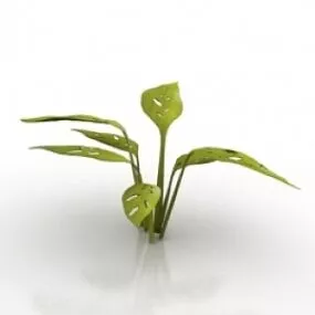Plant Swiss Cheese 3d model