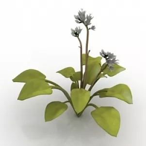 Plant Hosta 3d model Plant Hosta 3d model