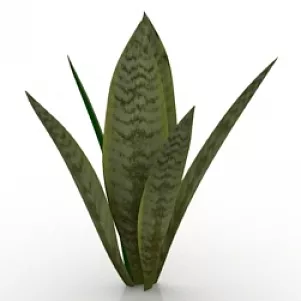 Plant Mother In Law Tongue 3d model Plant Mother In Law Tongue 3d model