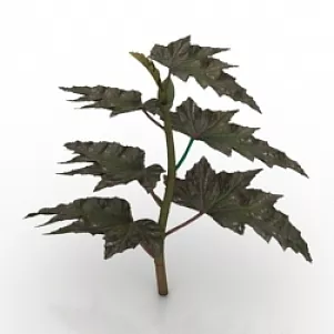 Plant Sawtooth Begonia 3d model Plant Sawtooth Begonia 3d model