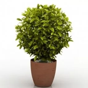 Plant 3d model
