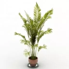 Palm 3d model