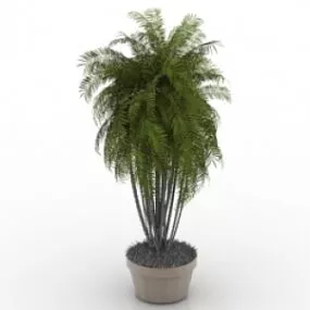 Palm 3d model