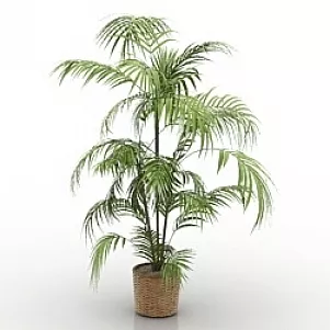 Desert Palm 3d model