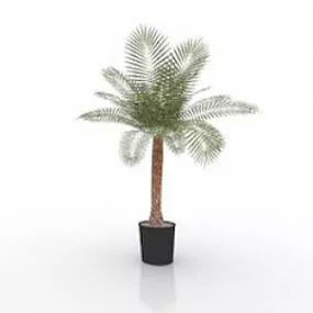 Palm 3d model
