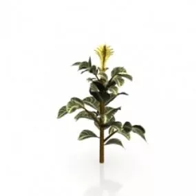 Plant 3d model
