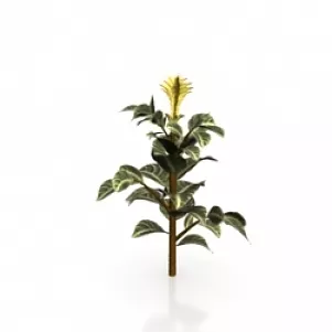 Plant 3d model Plant 3d model