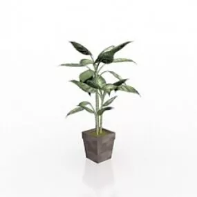 Ficus 3d model
