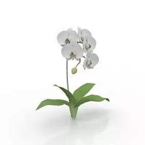 Flower Kotyou 3d model