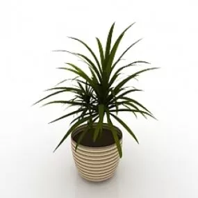 House Plant 3d model