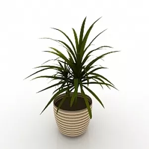 House Plant 3d model House Plant 3d model