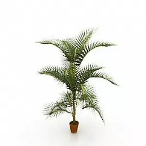 Tropical Palms In Pots 3d model