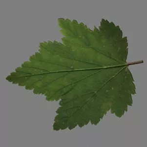 Currants Leaf 3d model Currants Leaf 3d model