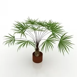Palm Tree Low Plant 3d model