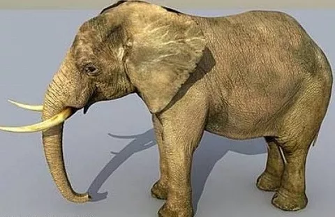 Asia Elephant 3d model Asia Elephant 3d model