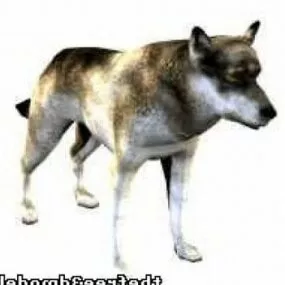 Wild Wolf 3d model