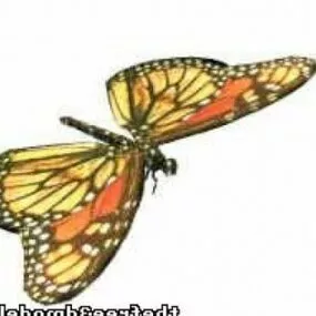 Butterfly 3d model