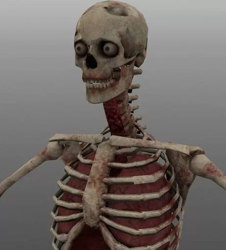 Skeleton Human 3d model Skeleton Human 3d model