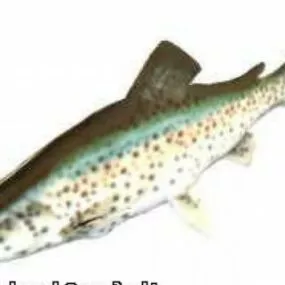 Trout Fish 3d model