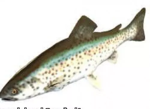Trout Fish 3d model Trout Fish 3d model