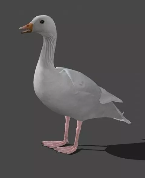 Goose Food 3d model