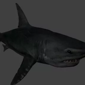 Shark 3d model