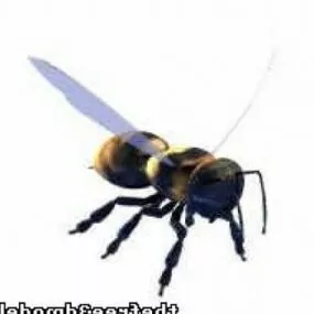 Bee 3d model