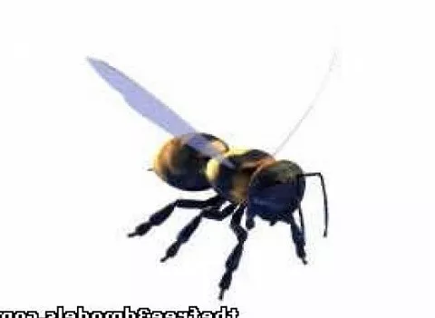 Bee 3d model Bee 3d model