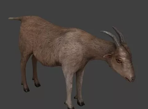 Crow Assassin 3d model