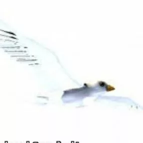 Dove Bird 3d model